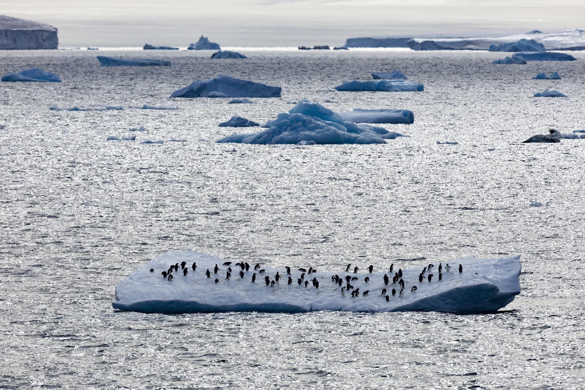 Key Antarctic meeting calls for governments to protect Antarctica and wildlife amid escalating climate crisis